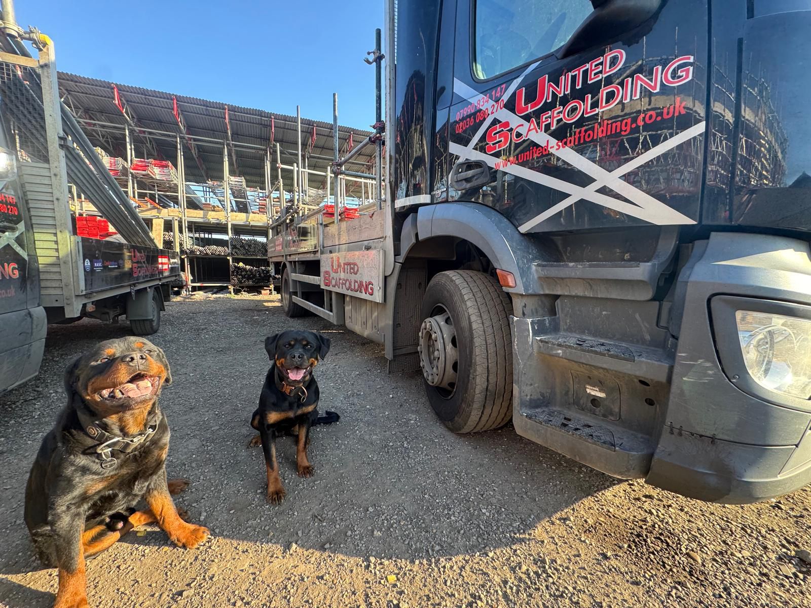 Scaffolding Dogs securing our yard
