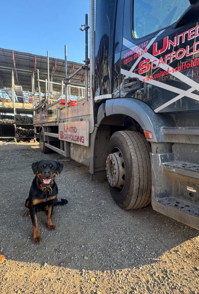 Scaffolding-Dogs-at-the-yard